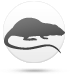 鼠